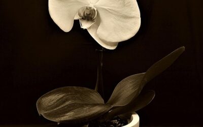 Свръхчувствителността – недостатък или предимство